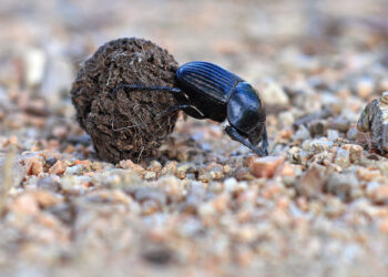 The noisome economics of dung beetles