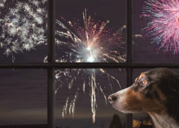10 Calming Products If Your Pet Is Scared Of Fireworks