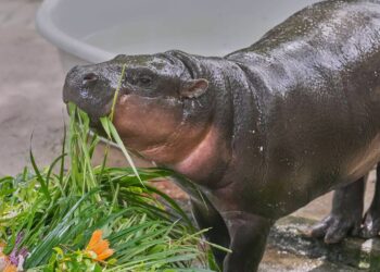 Thailand Zoo Celebrates Moo Deng’s First Birthday