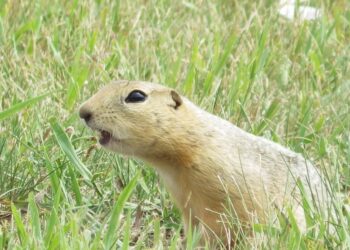 North Dakota’s 4th Largest City Overrun By Ground Squirrels
