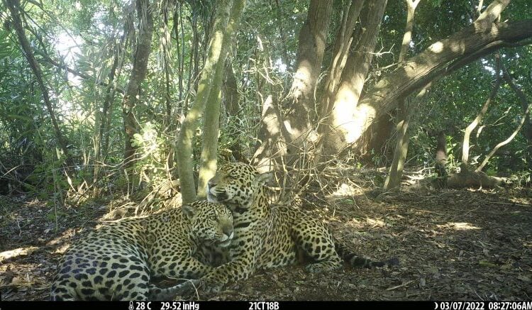 First Came the Fire. Then Came the Jaguars.