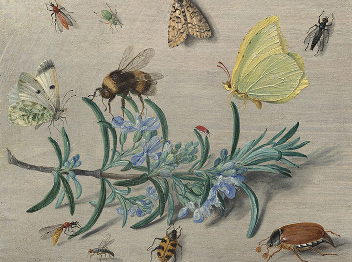 ‘Little Beasts: Art, Wonder, and the Natural World’ Review: A Scientist’s Eye, an Artist’s Hand