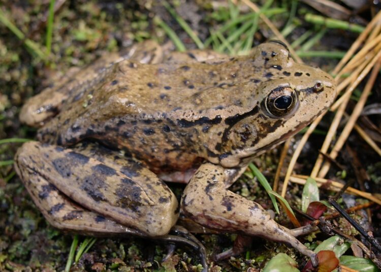 With help from AI, this threatened frog is making a comeback : NPR