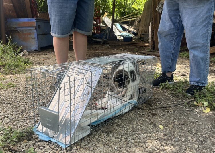 After Texas flooding, volunteers help reunite pets with owners : NPR