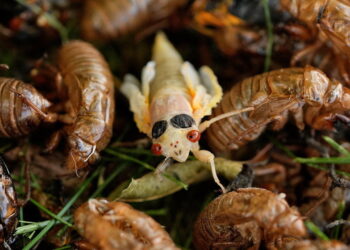 Hordes of cicadas are emerging simultaneously in America