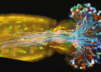 A flower’s female sex organs can speed up fertilisation