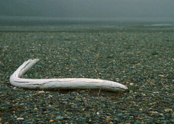 How the last mammoths went extinct