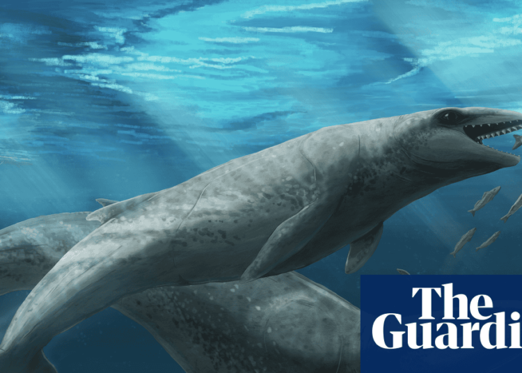 ‘Deceptively cute’ ancient whale with razor-sharp teeth and eyes the size of tennis balls discovered in Australia | Environment
