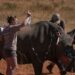 South Africa Uses Radioactive Horns To Fight Rhino Poaching