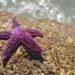 Scientists Solve Mystery Behind Epidemic Of Starfish Deaths