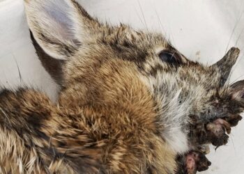 Rabbits In Colorado Suddenly Growing ‘Horns’ On Their Faces