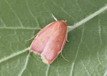 Stunning New Moth Species Discovered After a Century of Confusion