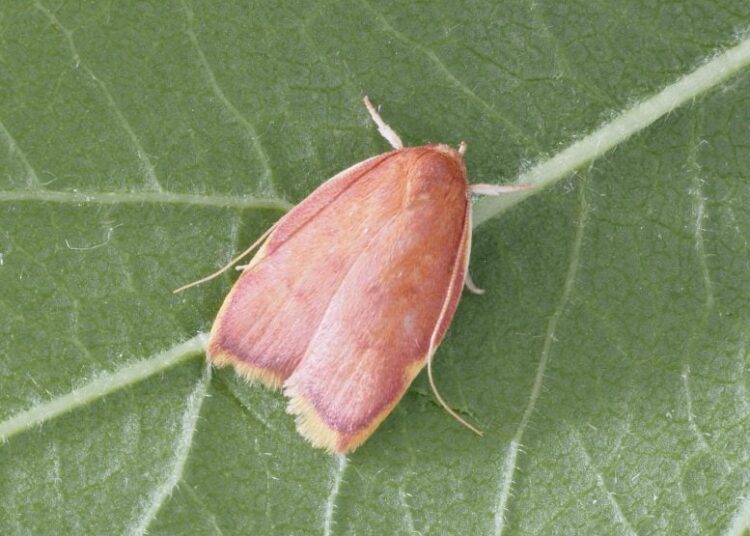 Stunning New Moth Species Discovered After a Century of Confusion