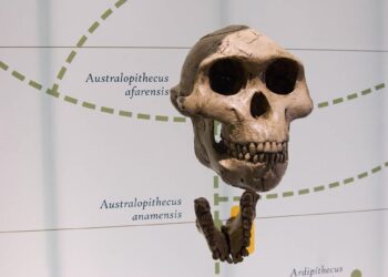 Were Our Ancestors More Like Gorillas Than Humans? New Study Reveals Shocking Size Gap