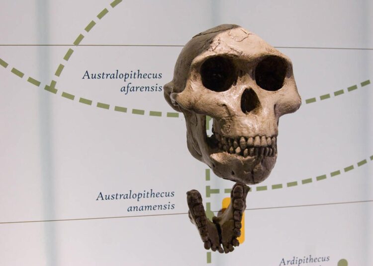 Were Our Ancestors More Like Gorillas Than Humans? New Study Reveals Shocking Size Gap
