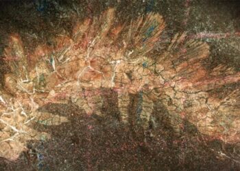 The Fossil That Fooled Harvard: Scientists Solve 160-Year Evolutionary Mystery