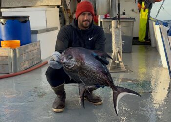 What Is the Bigscale Pomfret? Scientists Unravel Secrets of an Oceanic Enigma