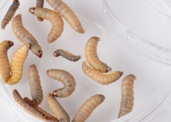 Hungry Worms Could Help Solve Plastic Pollution