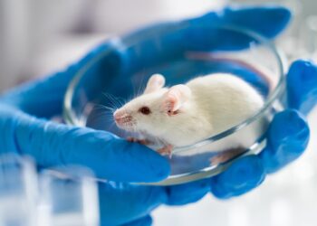 Stanford Scientists Successfully Reverse Autism Symptoms in Mice