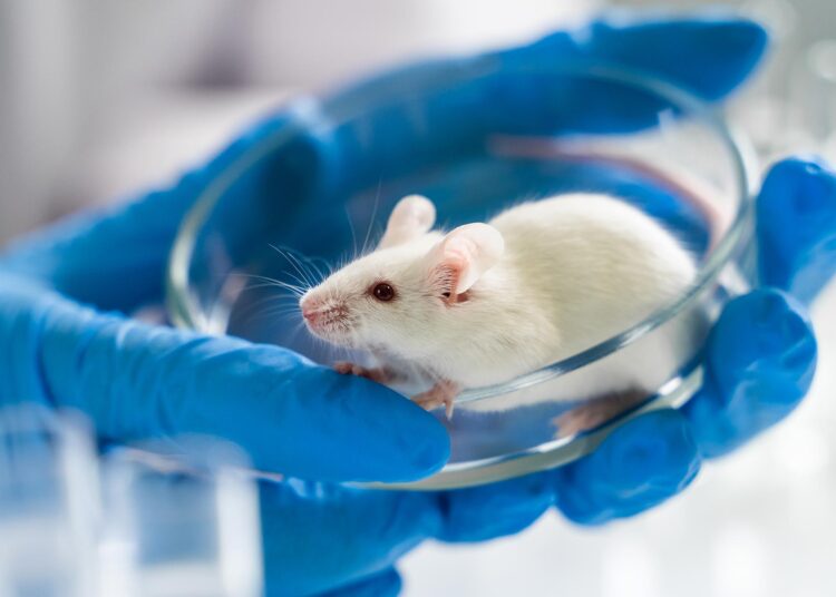 Stanford Scientists Successfully Reverse Autism Symptoms in Mice