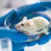 Stanford Scientists Successfully Reverse Autism Symptoms in Mice