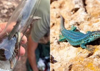 Ibiza lizards ‘near extinction’ due to invasive snakes and mounting litter | World News