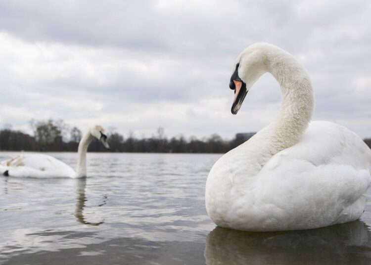 Royal Parks responds to Farage’s claim that swans are being eaten by eastern Europeans in the UK | Politics News