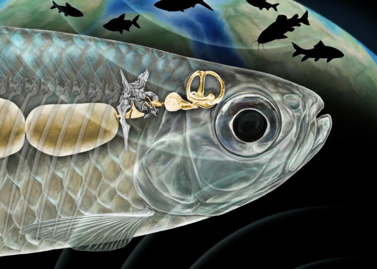 Unusual Fossil Discovery Rewrites the History of Freshwater Fish