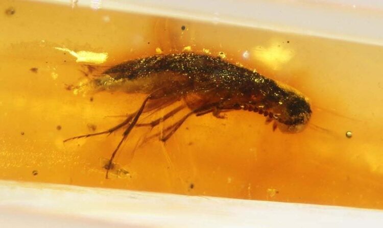 Frozen in Time: 112-Million-Year-Old Insects Found in Ecuadorian Amber