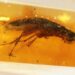 Frozen in Time: 112-Million-Year-Old Insects Found in Ecuadorian Amber