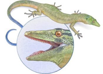 167-Million-Year-Old Lizard With Snake-Like Jaws Puzzles Scientists