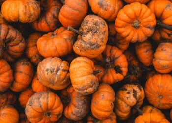 Scientists Finally Discover Why Pumpkins Absorb Pollution
