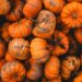 Scientists Finally Discover Why Pumpkins Absorb Pollution