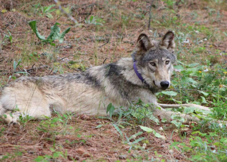 California euthanizes 4 gray wolves after ‘unprecedented’ surge in livestock kills : NPR