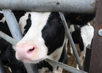 Cow burps have a big impact on global warming – but scientists think they’ve found a solution | Science, Climate & Tech News