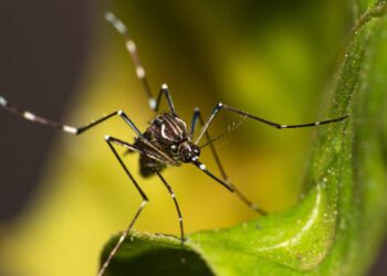 Two species of disease-carrying mosquitoes found in UK | UK News