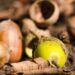 Why hot weather has triggered ‘mast year’ with big crop of acorns, conkers and berries | Science, Climate & Tech News