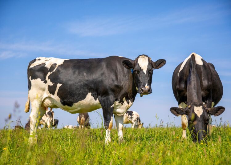 Groundbreaking “Dairy Farm of the Future” Provides Cows the Freedom of Choice