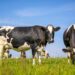 Groundbreaking “Dairy Farm of the Future” Provides Cows the Freedom of Choice