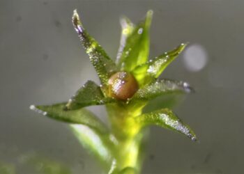 Scientists Stunned as Moss Survives 9 Months in Open Space