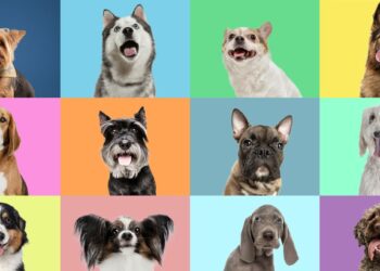 ‘Wolf DNA’ Lurks in Many Modern Dog Breeds