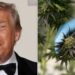 Cannabis Insiders React To Trump’s Rescheduling Hints