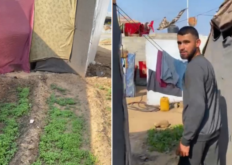 ‘Planting to preserve our dignity’: Gaza farmers remain cut off from their land