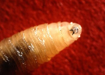 Deadly Flesh-Eating Fly Nears U.S. Border: Scientists Launch Preemptive Strike