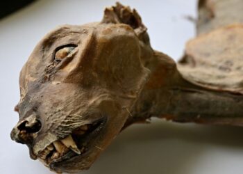 Ancient Mummified Cheetahs Shed Light On History