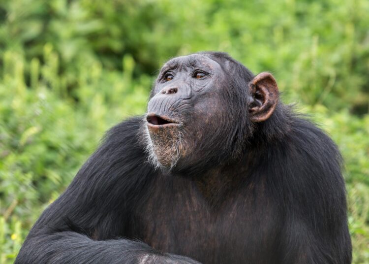 Chimp Sounds Trigger a Strange Brain Signal in Humans