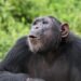 Chimp Sounds Trigger a Strange Brain Signal in Humans