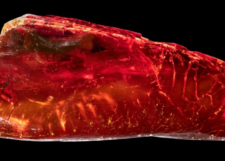 Scientists Discover 40-Million-Year-Old Ant Hidden in Historic Amber Collection