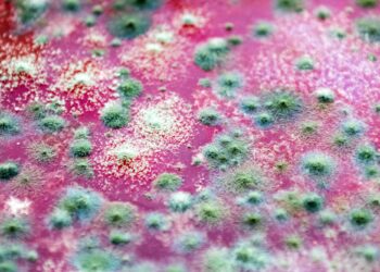 Deadly Frog Fungus Devastating Amphibians Worldwide Traced Back to Brazil