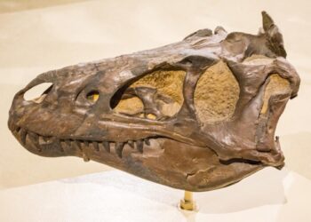 Decades-Long Dinosaur Debate Settled: Nanotyrannus Was Real